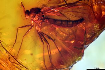 Media type: image;   Entomology PALE-9353
